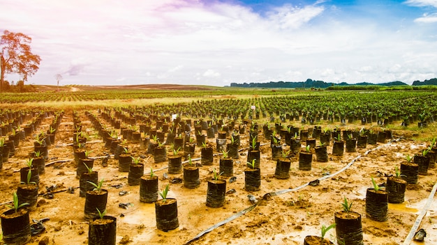 Piantagione di palma da olio, semina di palma da olio