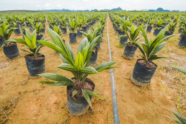 Oil Palm Plantation, Oil Palm Seeding