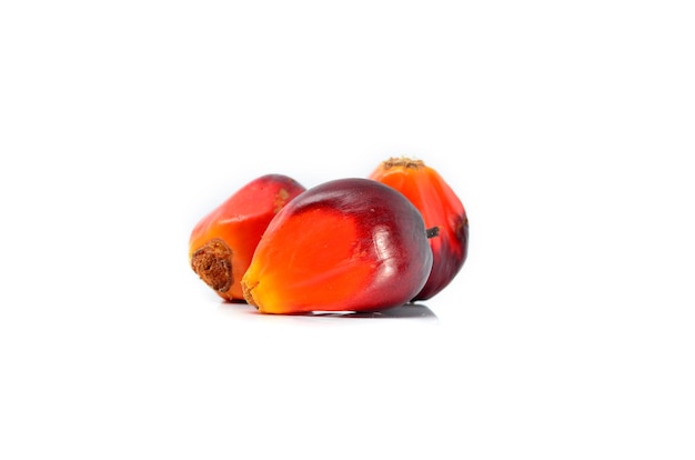 Oil palm on white background