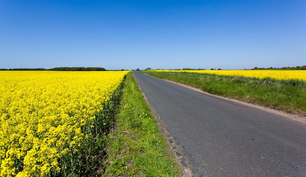 Oilseed rape blossoms