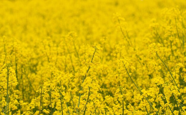 Oilseed rape