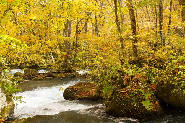 Oirase Mountain Stream in autumn