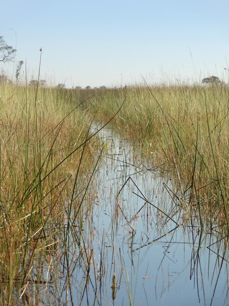 Okavango Delta