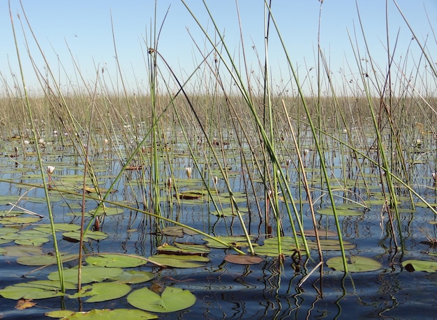 Okavango Delta