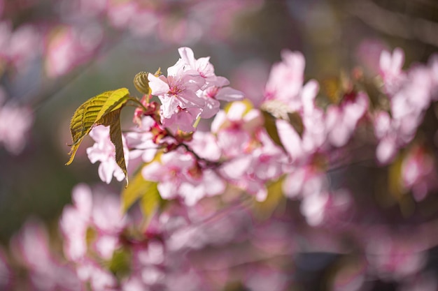 Okinawa sakura pink blossom tree