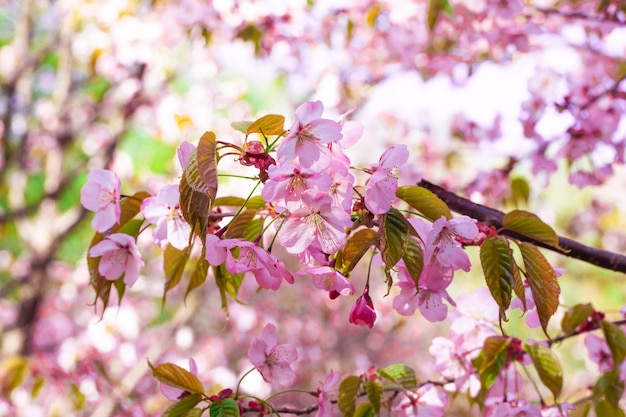 Okinawa sakura roze bloesemboom