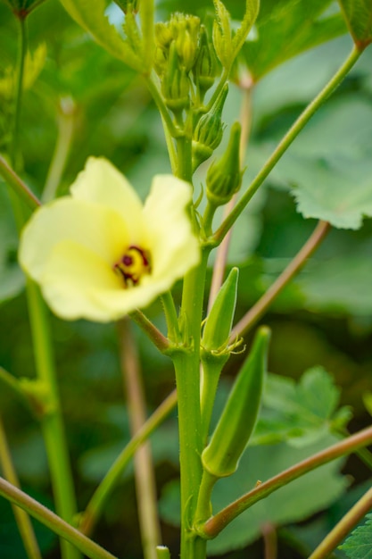 Okra or ladyfinger plant at agriculture field.