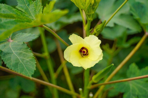 Okra or ladyfinger plant at agriculture field.