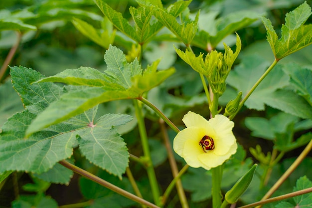 農業分野のオクラまたはladyfinger植物。