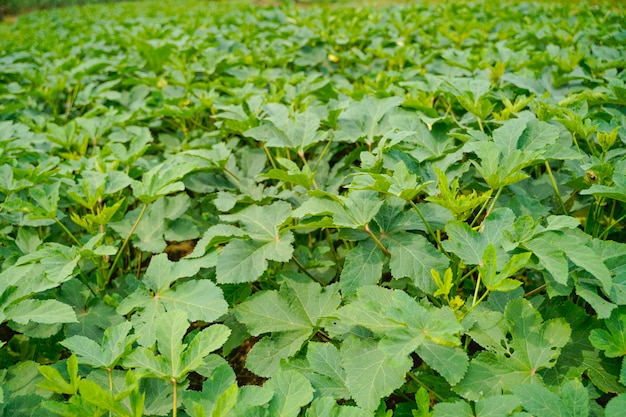 農業分野のオクラまたはladyfinger植物。