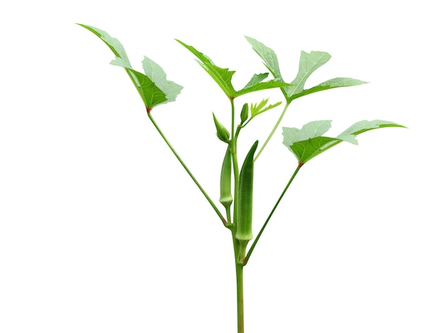 Okra of Abelmoschus esculentus planten op witte achtergrond