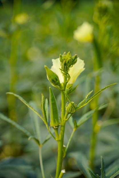 Okra of ladyfinger plant op landbouwveld.