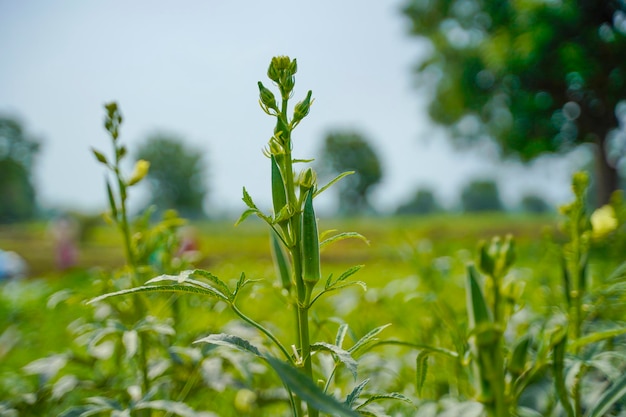 Okra of ladyfinger plant op landbouwveld.