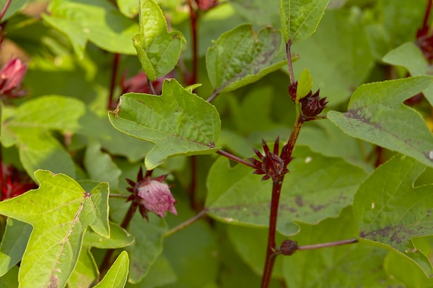 Okraplant op landbouwgebied