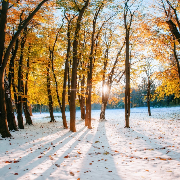 Foto oktober berg beukenbos met de eerste winter