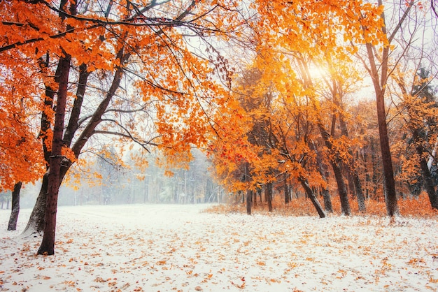 Oktober berg beukenbos met eerste wintersneeuw.