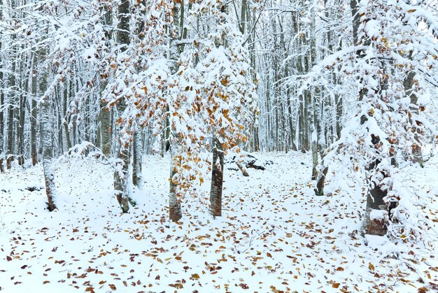 Oktober bergbeukenbos met eerste wintersneeuw en laatste herfstbladeren over