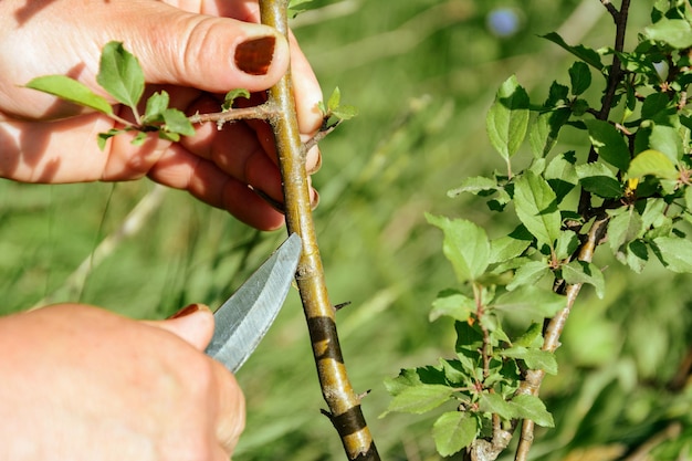 Okuling and inoculation of fruit tree in the garden