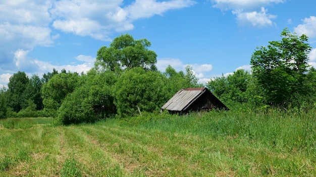Old abandoned hut, overgrown with grass, against the background of green trees.