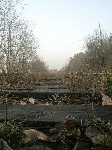 Foto vecchi binari ferroviari abbandonati attraverso i quali cresce l'erba e ai lati cresce una fila di alberi. il cielo è cupo dal sole, cupo