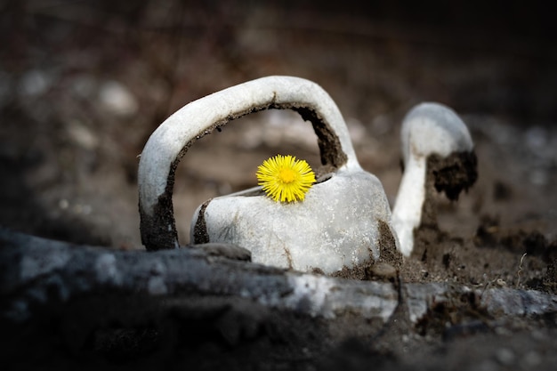 Old abandoned watering can in the mud with yellow flower