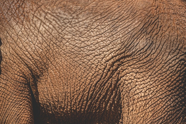 Vecchio elefante africano texture pelle pelle sfondo di animale natura astratta di mammifero ruvido dettaglio più grande fauna selvatica da safari selvaggio zoo grande macro girato in colore grigio e pelle rugosa