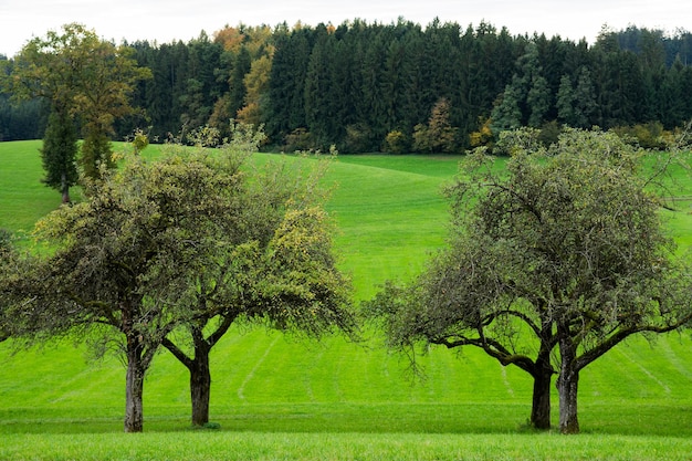 Old apple tree garden autumn landscape