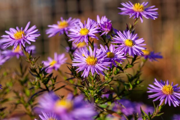 Old autumn flowers with damage and other disadvantages the last flowering plants in the autumn season