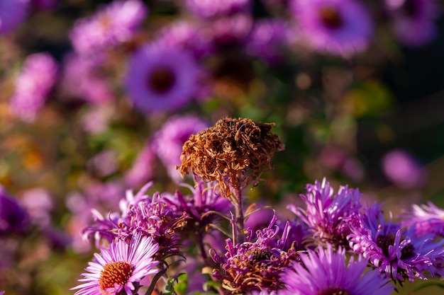 損傷やその他の不利な点がある古い秋の花秋の季節の最後の顕花植物