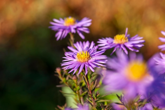 Vecchi fiori autunnali con danni e altri svantaggi