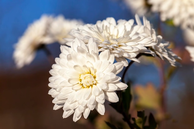 損傷やその他の不利な点を持つ古い秋の花