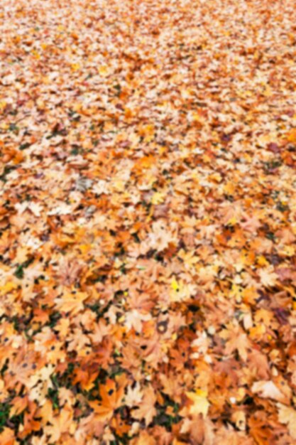 Old autumn foliage