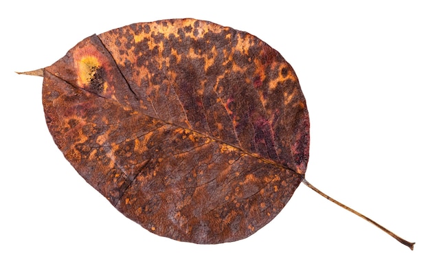 Old autumn pied leaf of pear tree isolated