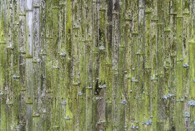 Old bamboo background. Wall or fence made of old bamboo. Texture of old wood with moss and mold