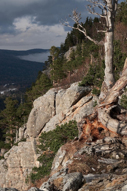 Old bare tree grows on top of cliff and behind it is dense coniferous forest