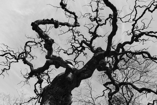 曲がった枝を持つ古い裸の木。白黒写真