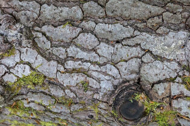 Старый макро-узор коры, покрытый зеленым мхом крупным планом
