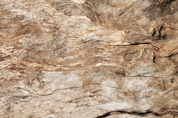 Old bark tree rings wood grain texture background