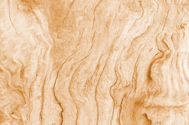 Old bark tree rings wood grain texture background