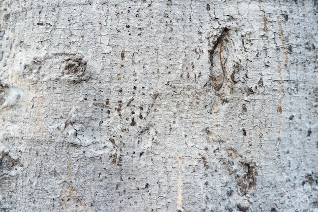 Old bark wood texture background crack graywhite tone use this\
for wallpaper or background image there is a blank space for\
textx9