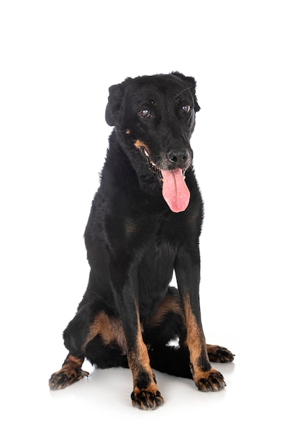 Old beauceron in front of white