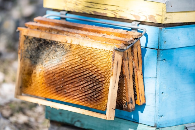 Old bee hives in the apiary in the spring.