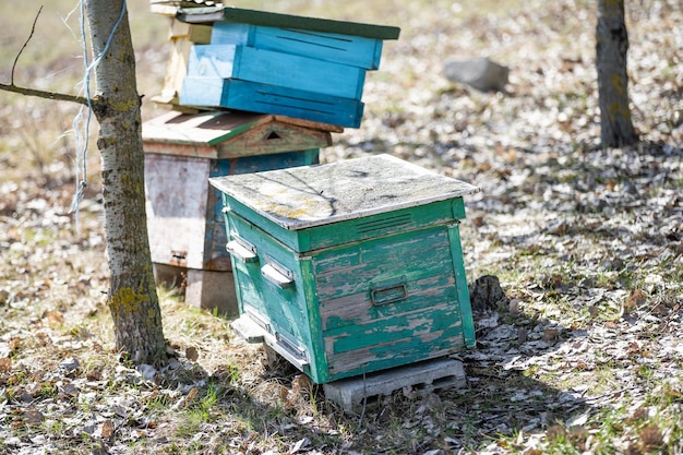 Old bee hives in the apiary in the spring.