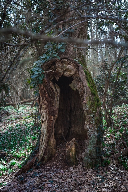 An old beech tree with a huge hollow surrounded by the first flowers of snowdrops. Mysterious forest landscape.