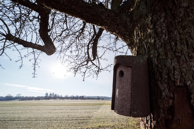 An old beehive hanging on a tree near a field in the winter season.