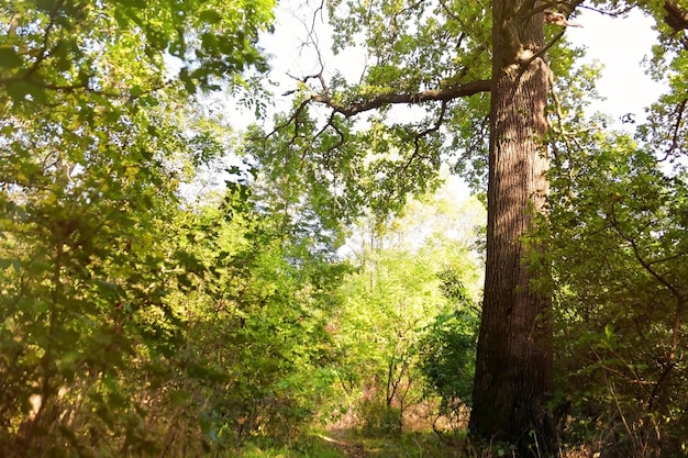 Old big tree in park