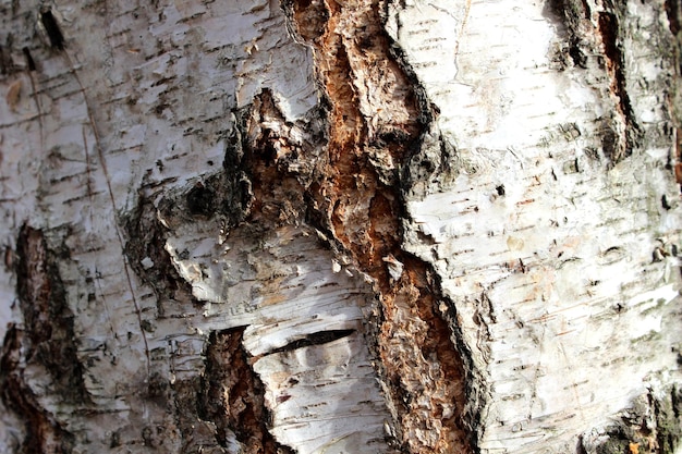 Old birch bark closeup texture