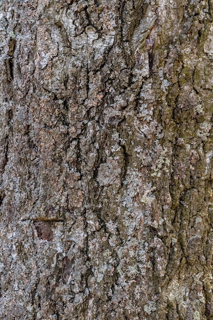 Old birch bark with lichen Texture natural background