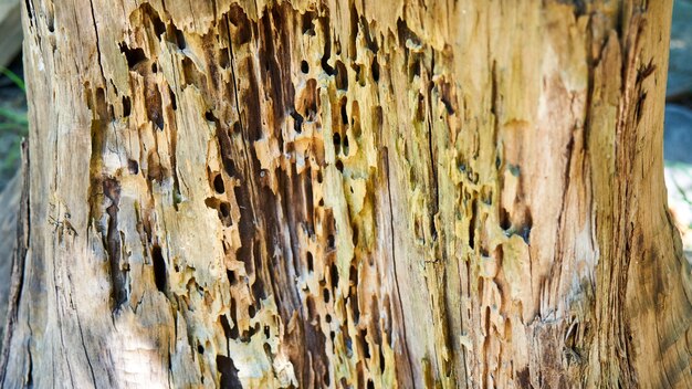 Old birch tree stump eaten by pests. Sochi