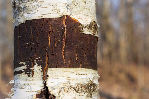 old birch tree trunk with cracks in spring forest